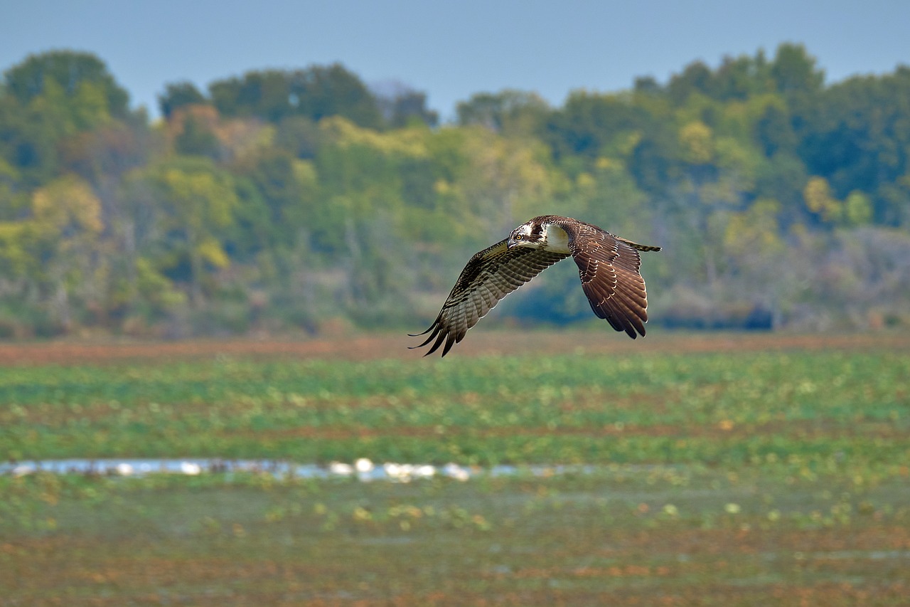 Nature’s Highways - Preserving Ancient Migration Routes